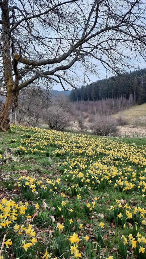 Urlaub Am Schwarzbach Mit Sauna Und Whilpool Butgenbach Bagian luar foto